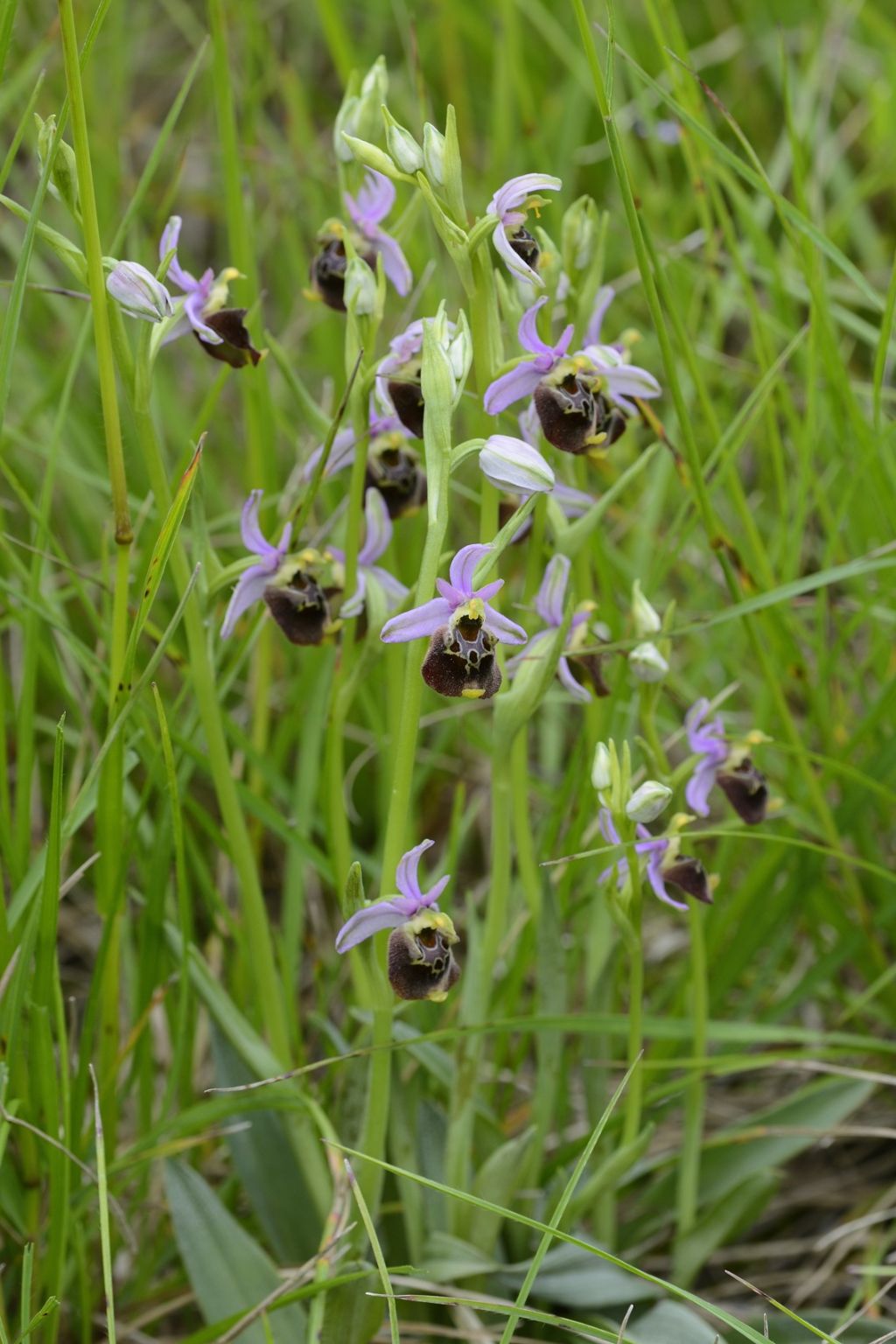 Ophrys holosericea / Ofride dei Fuchi